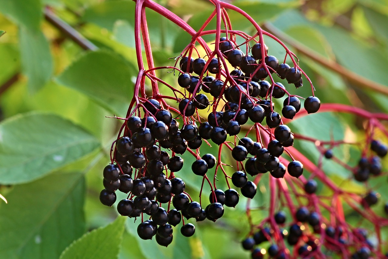 Elderberry Food Color