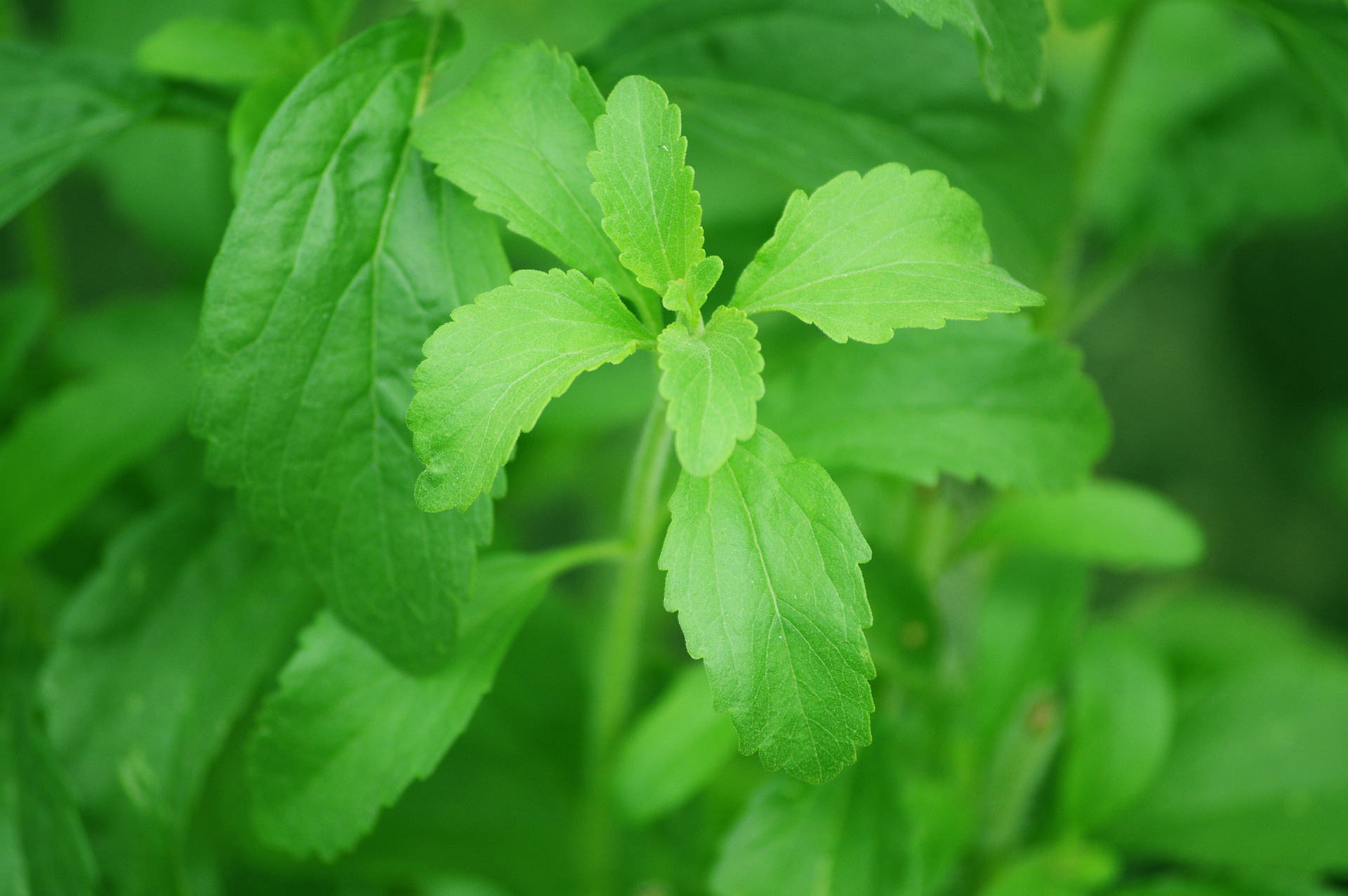 FoodRGB Stevia plant