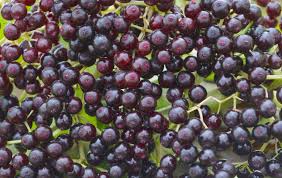 FoodRGB Elderberry Plant