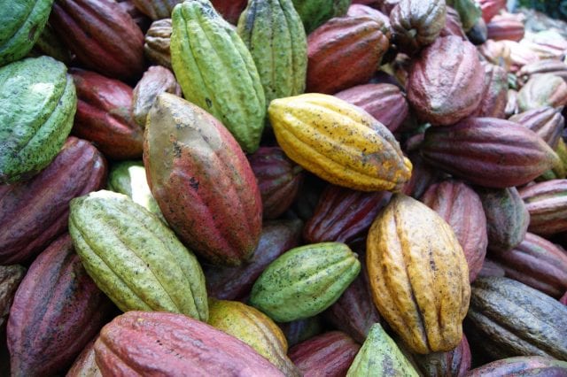 FoodRGB Application photography cacao pods