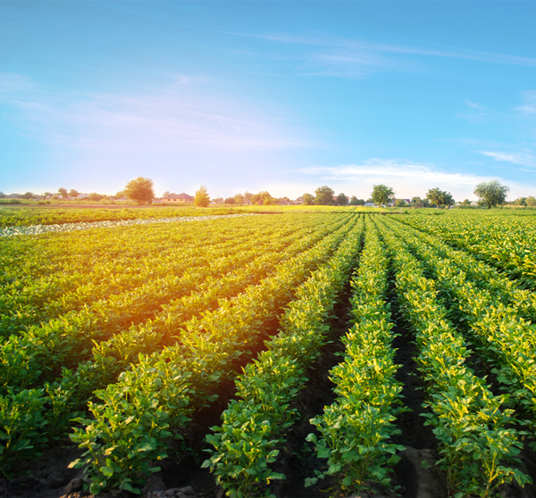 FoodRGB field photography for product solutions