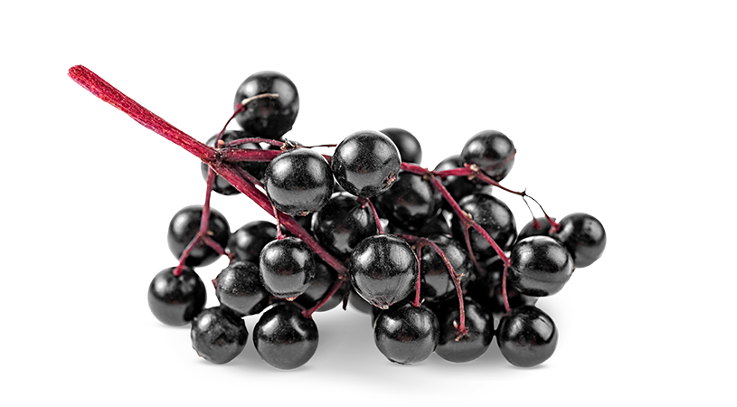 FoodRGB ingredient for red, purple and pink natural food color elderberry