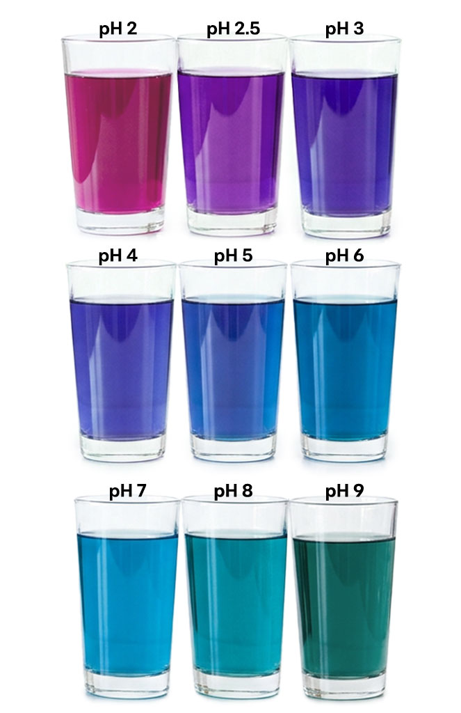 FoodRGB Butterfly pea natural color solution for blue, pink, purple and green application liquid showing pH ranges Picture for Mobile Devices